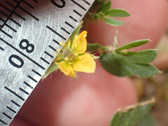 Kallstroemia californica