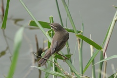 Phylloscopus fuscatus