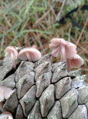 Mycena seynii