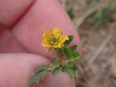 Kallstroemia californica