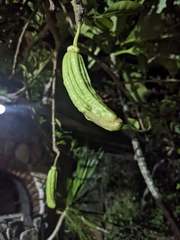 Parmentiera aculeata