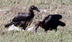 Bucorvus leadbeateri