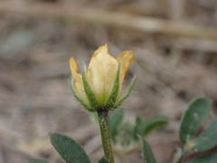 Kallstroemia californica
