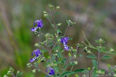 Trichostema setaceum