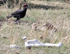 Bucorvus leadbeateri