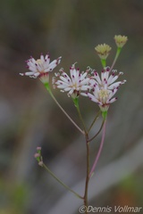 Palafoxia feayi