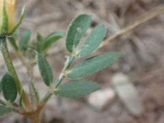 Kallstroemia californica