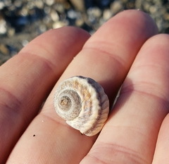 Amphibola crenata