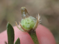Kallstroemia californica