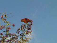 Danaus plexippus