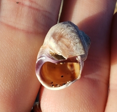 Amphibola crenata