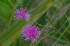 Mimosa microphylla