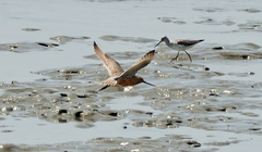 Limnodromus semipalmatus