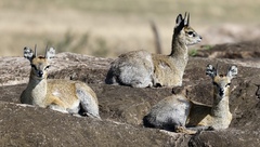 Oreotragus oreotragus