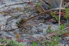 Arigomphus pallidus