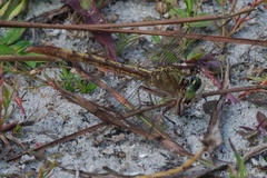 Arigomphus pallidus