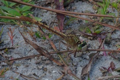 Arigomphus pallidus