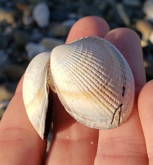 Austrovenus stutchburyi