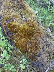 Sematophyllum