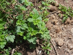 Sphaeralcea bonariensis