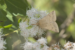 Ageratina havanensis
