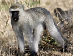 Chlorocebus pygerythrus hilgerti