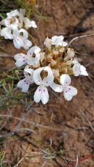 Stylidium crossocephalum