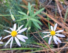 Ionactis linariifolia