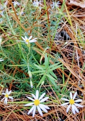 Ionactis linariifolia