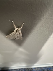 Melipotis jucunda