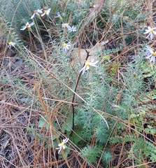 Ionactis linariifolia