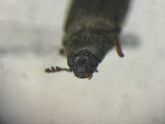 Aulonothroscus punctatus