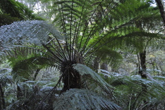 Cyathea cunninghamii