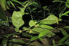 Capsicum lycianthoides