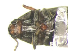 Aulonothroscus punctatus