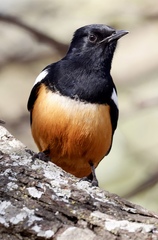 Thamnolaea cinnamomeiventris