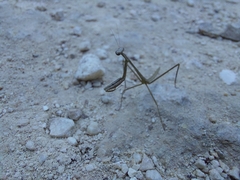 Phasmomantis sumichrasti