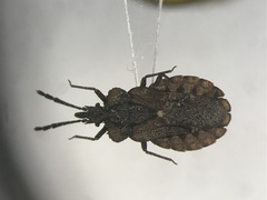 Aradus inornatus