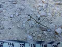 Phasmomantis sumichrasti