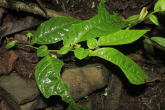 Capsicum lycianthoides
