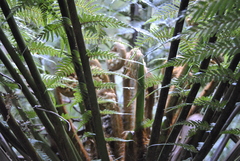 Cyathea cunninghamii