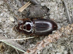 Phorticosomus
