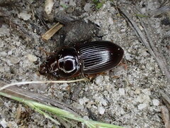 Phorticosomus