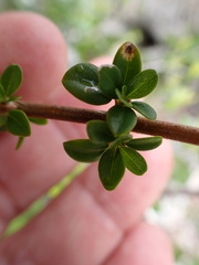 Oplonia spinosa