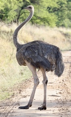 Struthio camelus