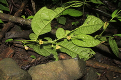 Capsicum lycianthoides
