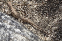 Urosaurus graciosus