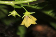 Capsicum lycianthoides