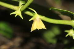 Capsicum lycianthoides