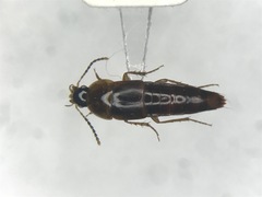 Tachinus limbatus